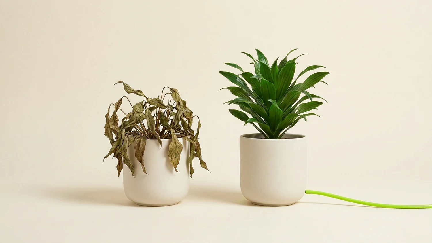 Dos plantas cerámicas idénticas: una seca y caída, otra erguida alimentada por un tubo lima